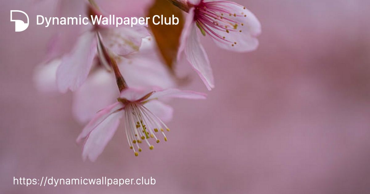 Spring - Dynamic Wallpaper Club