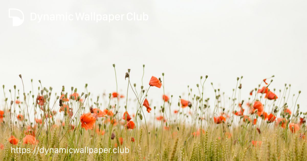 Spring - Dynamic Wallpaper Club